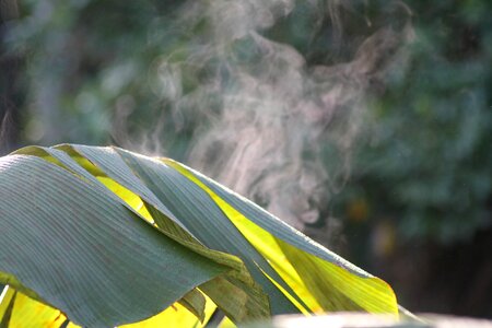 Banana leaf serene banana tree photo