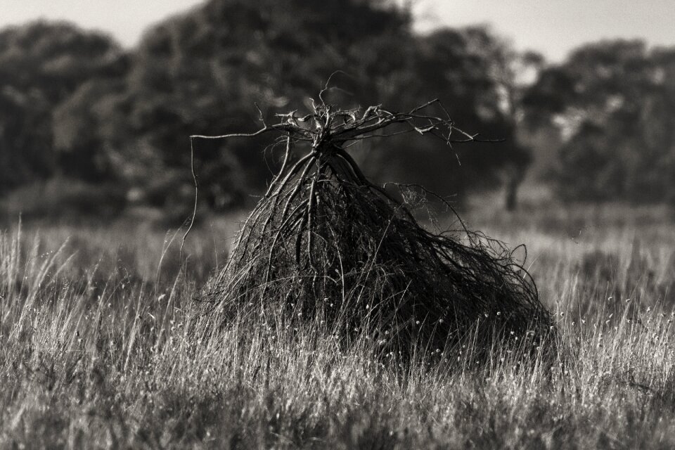 Bush opera australia