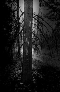 Bear Scratched Tree
