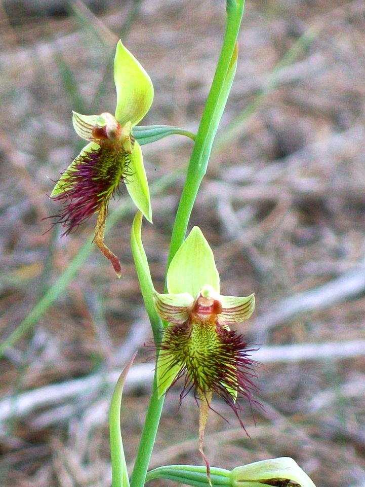 Beard Orchid Elvina Track