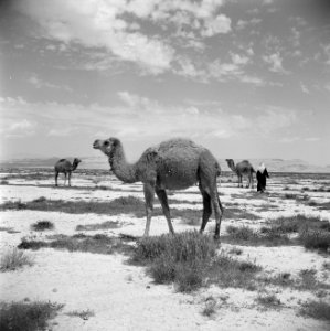 Bedoeïnen man en kamelen Bedoeïnen man en kamelen, Bestanddeelnr 255-6083