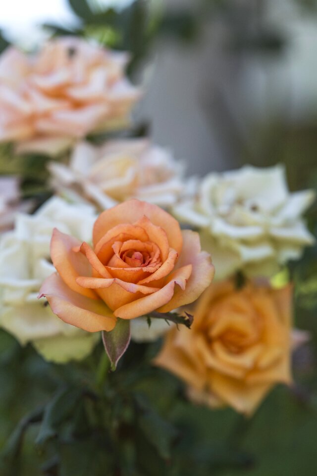 Nature love bloom