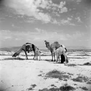 Bedoeïnen man en kamelen Bedoeïnen man en kamelen, Bestanddeelnr 255-6082