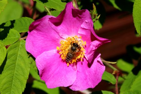Bee Haukipudas Oulu 20190624 02