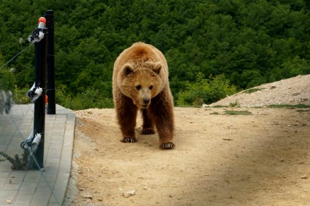 Bear Sanctuary Prishtina Bear 3 (OSCAL19 trip)