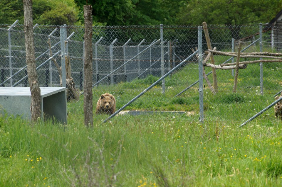 Bear Sanctuary Prishtina Bear 4 (OSCAL19 trip)