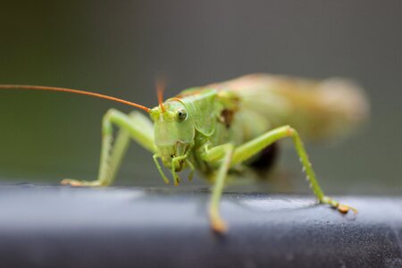 Zirpe green close up photo