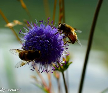 Bee On The Purple Flower (181545721) photo