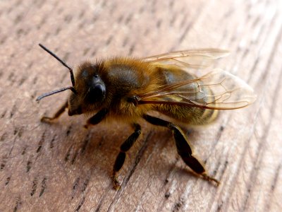 Bee-2