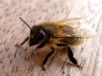 Bee-3 photo