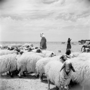 Bedoeïnen met hun schapen, Bestanddeelnr 255-6073