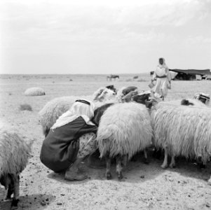Bedoeïnen met hun schapen, Bestanddeelnr 255-6070