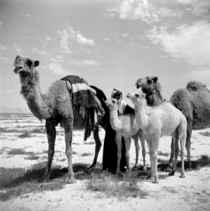 Bedoeïnen man en kamelen Bedoeïnen man en kamelen, Bestanddeelnr 255-6085