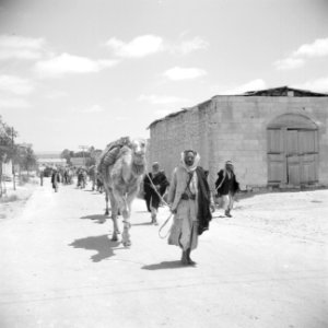Bedoeïenen met hun kamelen vanuit de Negevwoestijn op weg naar de weekmarkt in B, Bestanddeelnr 255-0766