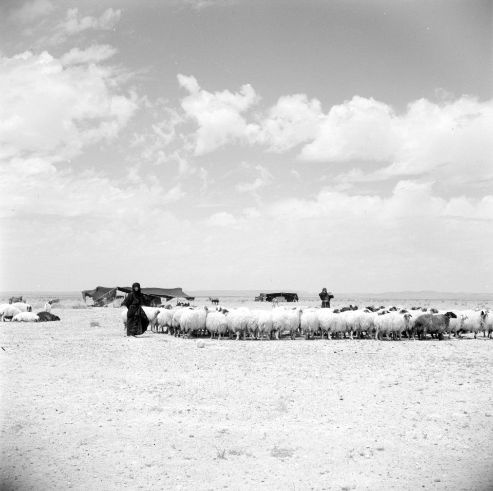 Bedoeïnen met hun schapen, Bestanddeelnr 255-6067