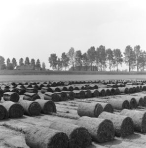 Bedrijven, graszoden, heidemij-barenbrug, De Rips, Bestanddeelnr 167-0896