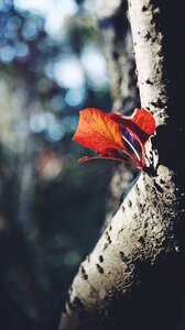 The leaves red leaves trees