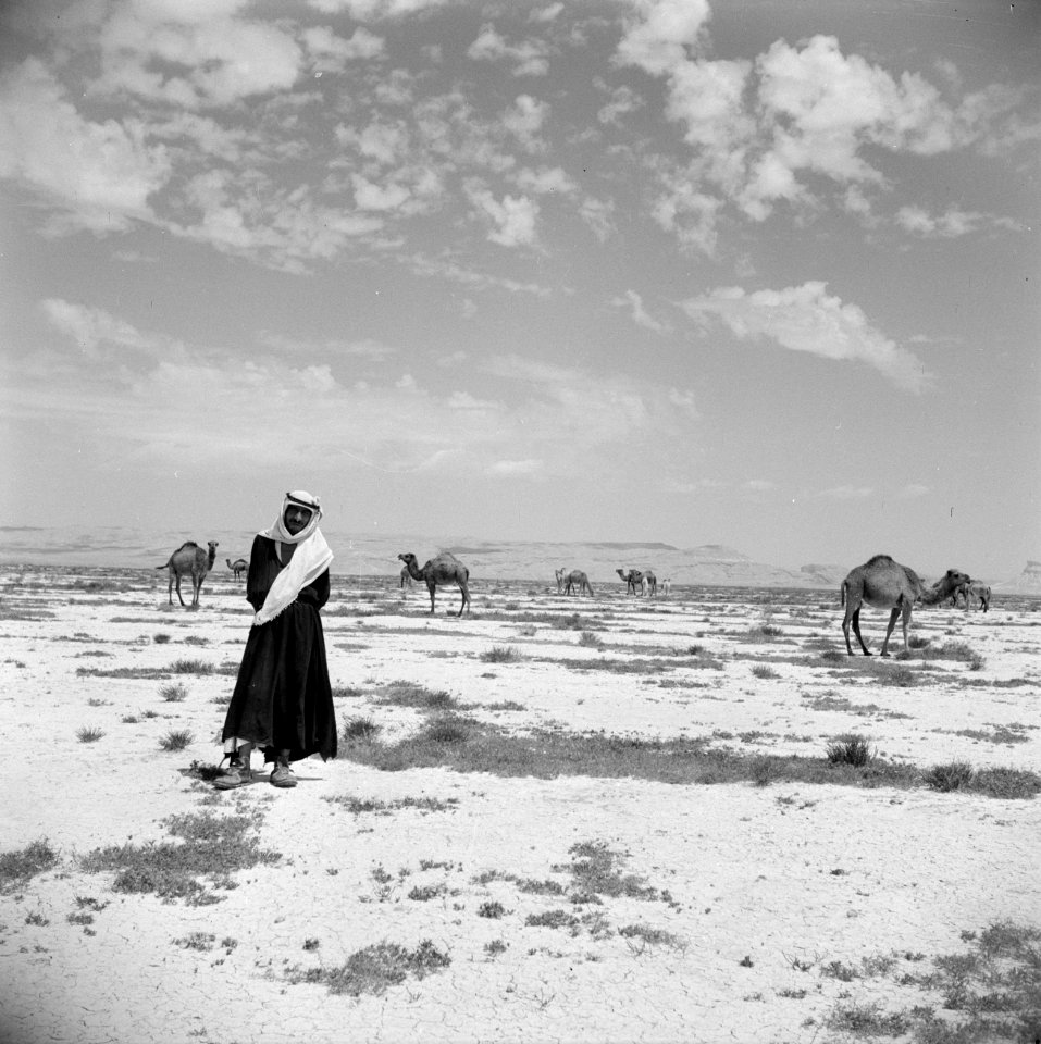 Bedoeïnen man en kamelen, Bestanddeelnr 255-6080