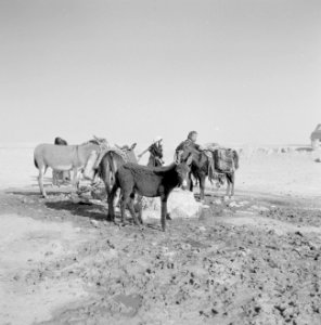 Bedoeïenenvrouwen, kind en ezels bij een waterbron, Bestanddeelnr 255-3392