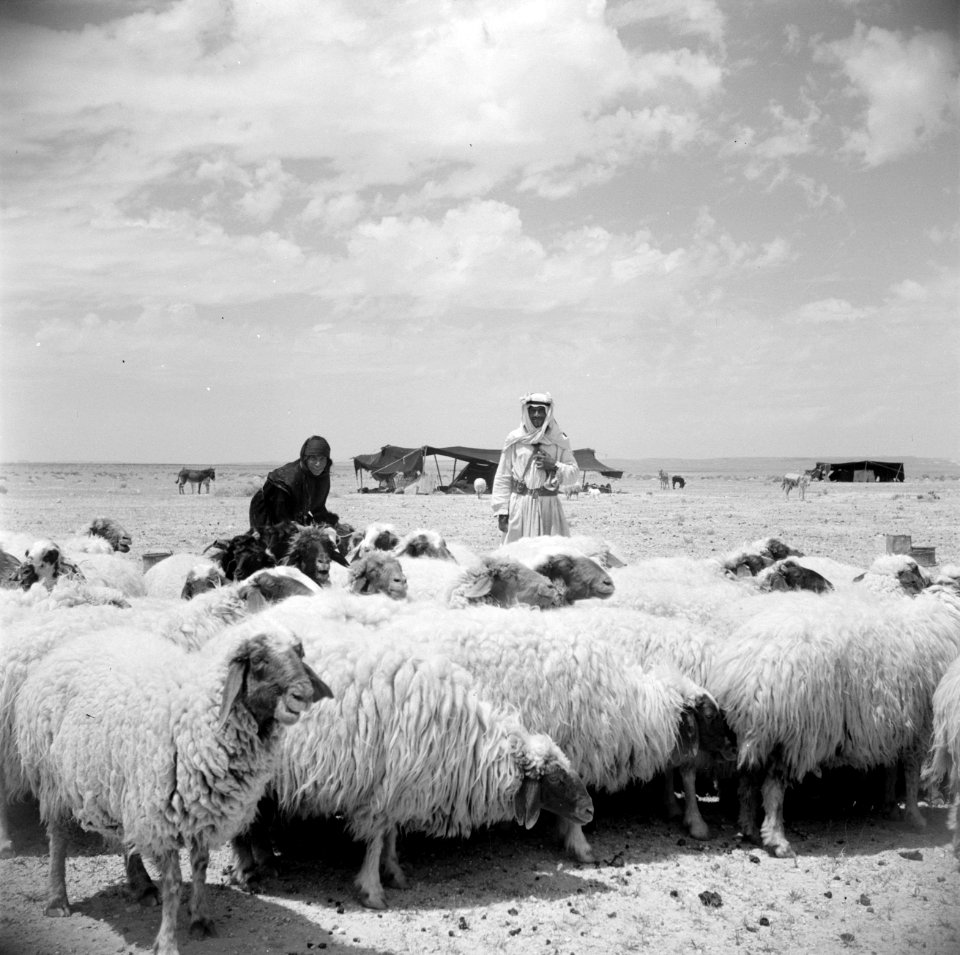 Bedoeïnen met hun schapen, Bestanddeelnr 255-6074
