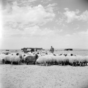 Bedoeïnen met hun schapen, Bestanddeelnr 255-6068