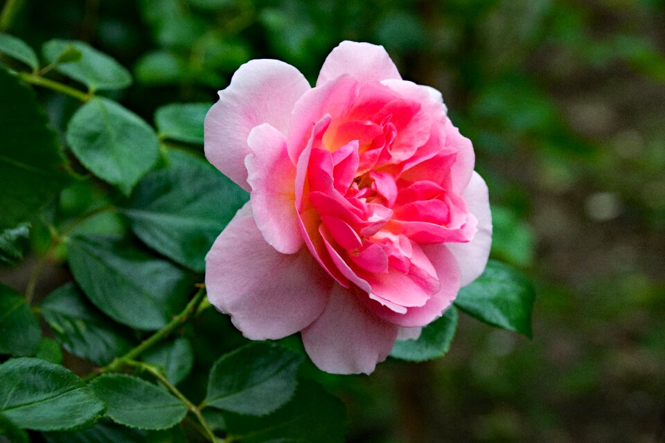 Flowers pink apricot