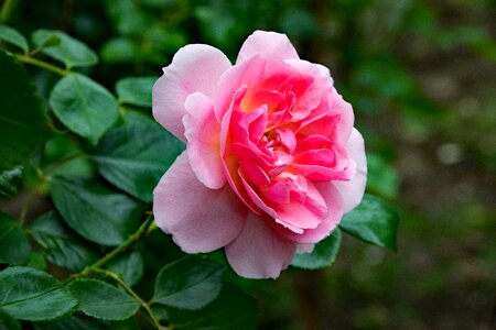 Flowers pink apricot photo