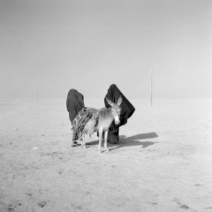 Bedoeïenenvrouwen in bedekkende kledij trekken met beladen ezel door de woestijn, Bestanddeelnr 255-3387