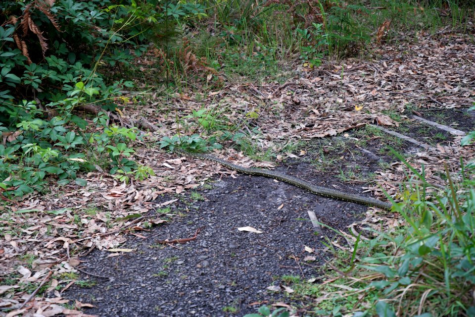 Beecroft Peninsula, Jervis Bay Territory 02