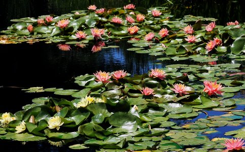 Water garden waterlily lake photo