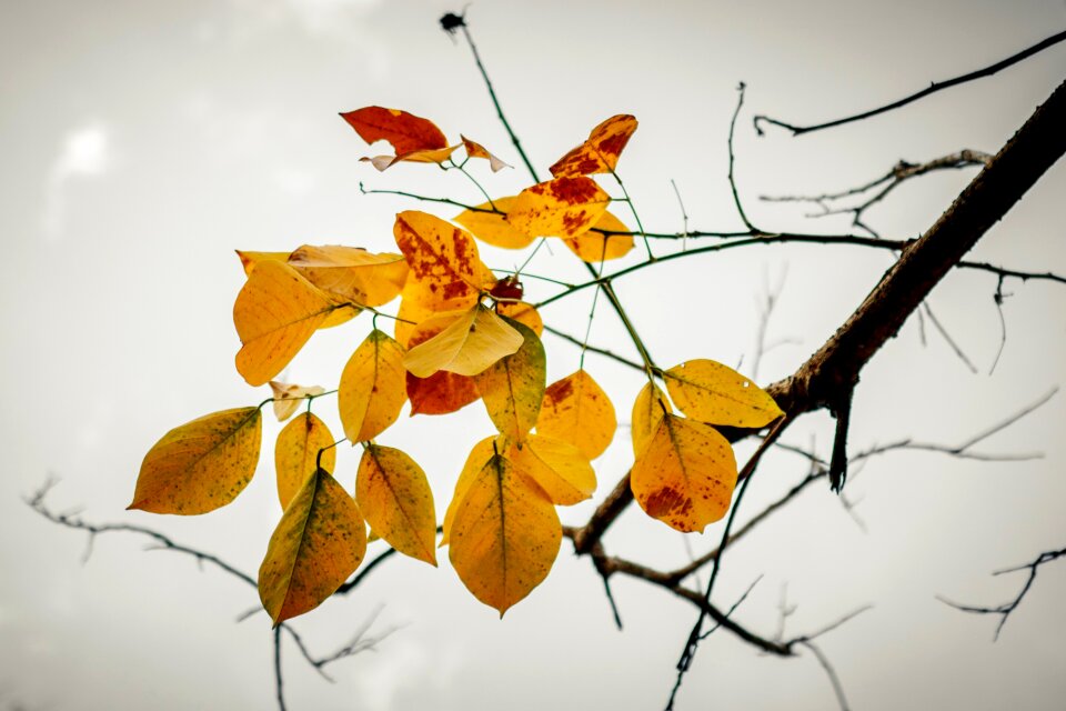 Yellow orange autumn