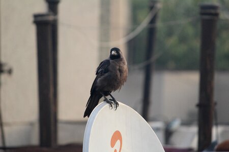 Crow grey-necked house crow