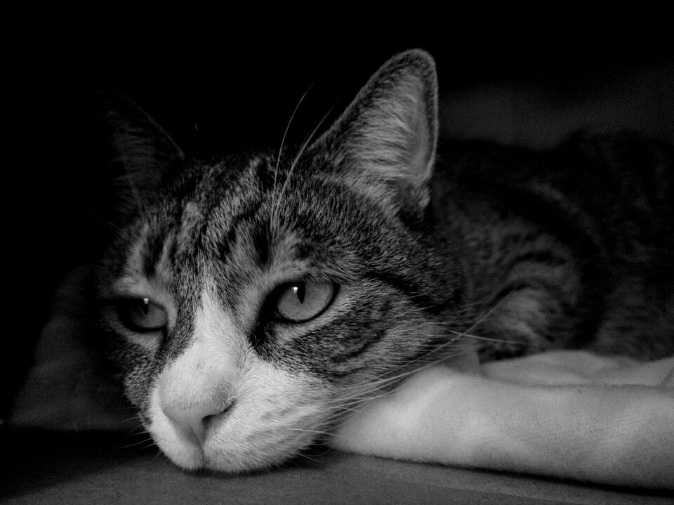 Pet domestic feline