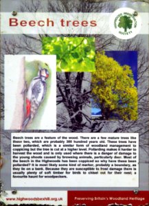 Beech Trees Information Board, Highwoods, Bexhill-on-Sea