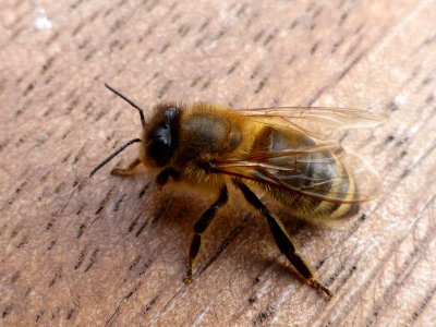 Bee-1