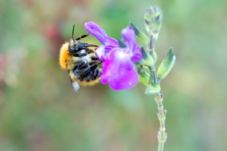 Bee1 (230521289)