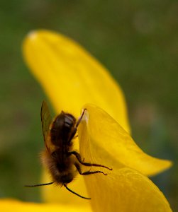 Bee on a Daffodil, 2020-03-20, Beechview, 02 photo