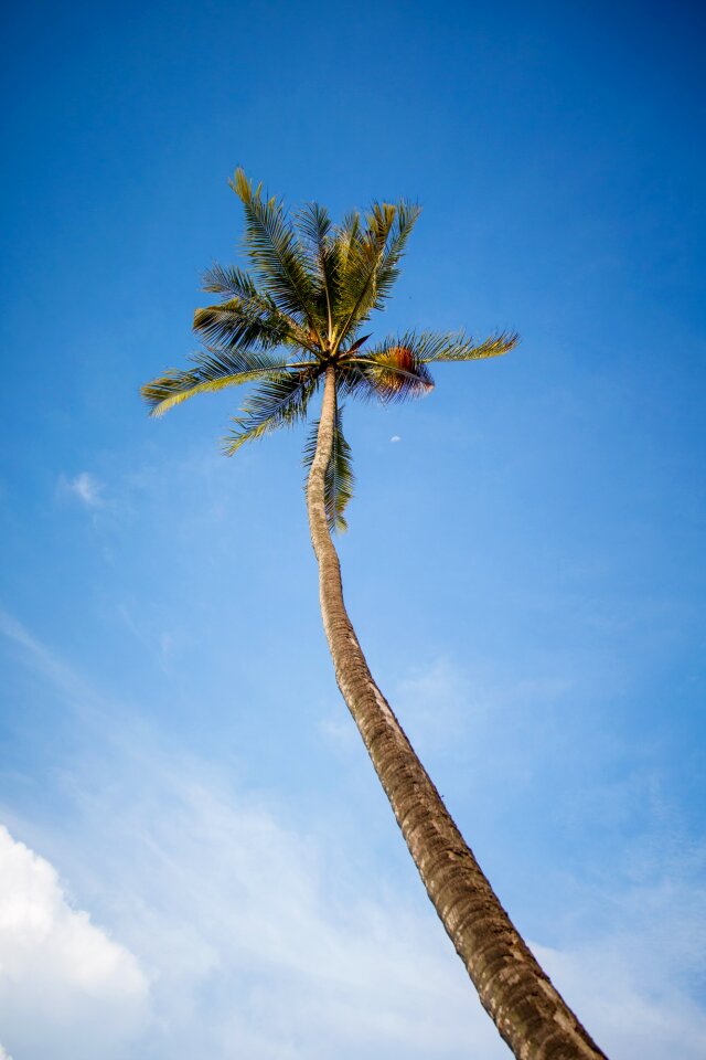 Blue tall tropical