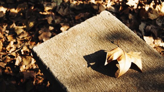 The leaves dead leaves autumn photo