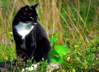 Cat the beast tame
