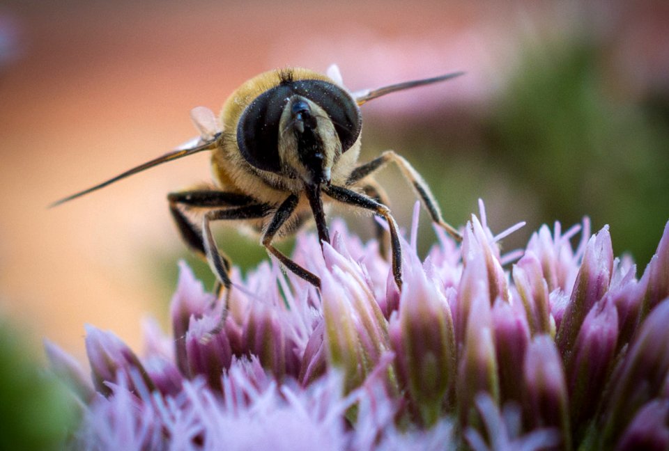 Bee On Flower (164453189)