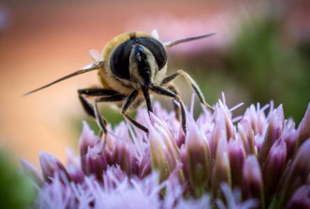 Bee On Flower (164453189)