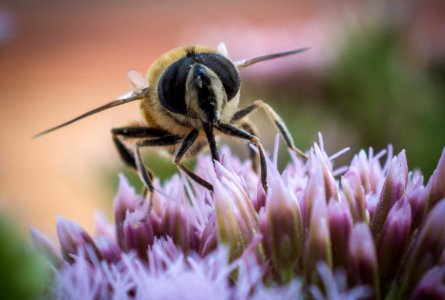 Bee On Flower (164453189) photo