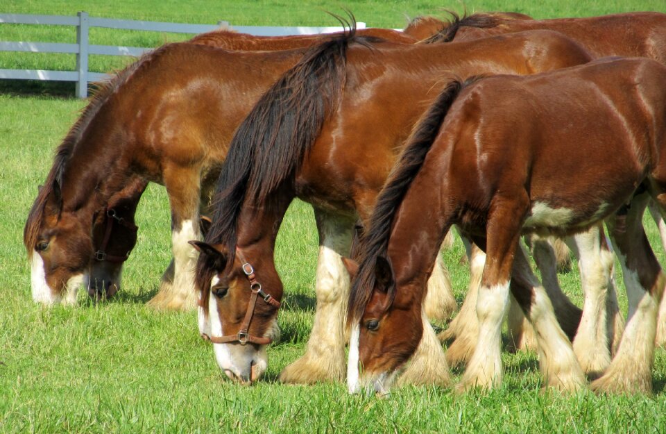 Young grazing pasture