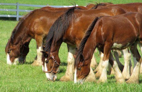 Young grazing pasture