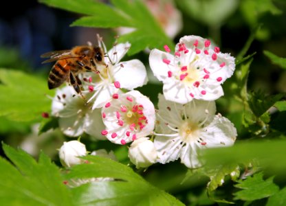Bee on whitehorn photo