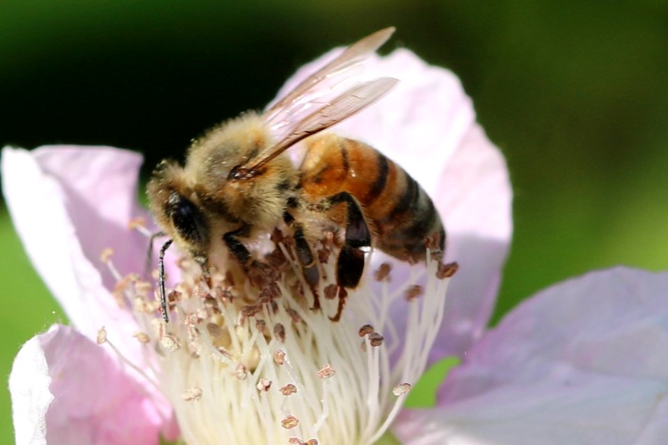Bee On Blackberry Flower (179712223)