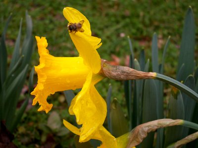 Bee on a Daffodil, 2020-03-20, Beechview, 01 photo