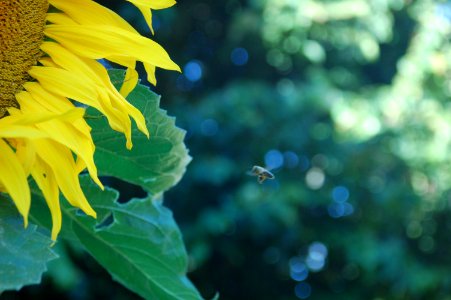 Bee flying next to Sunflower photo