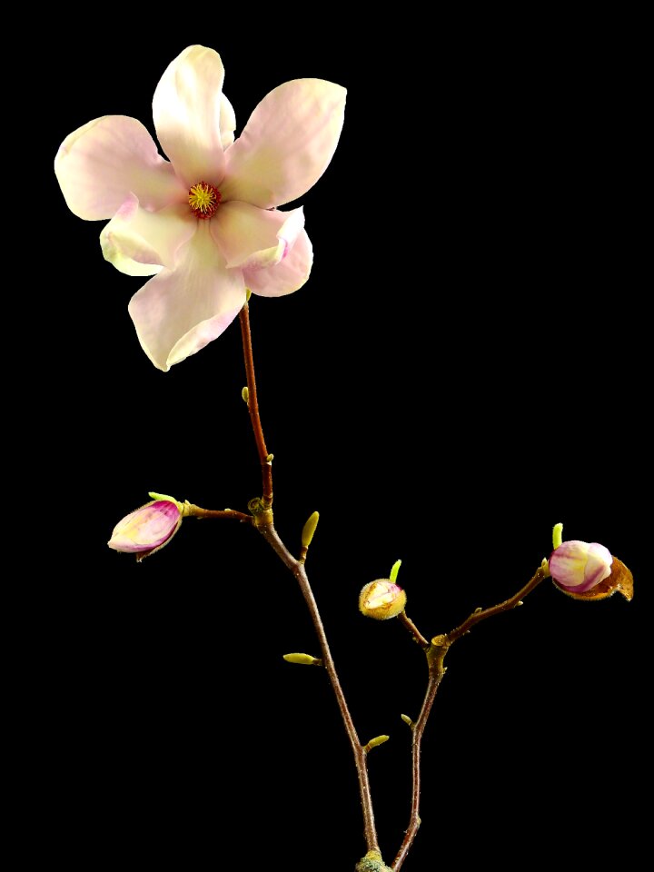 Bloom spring nature